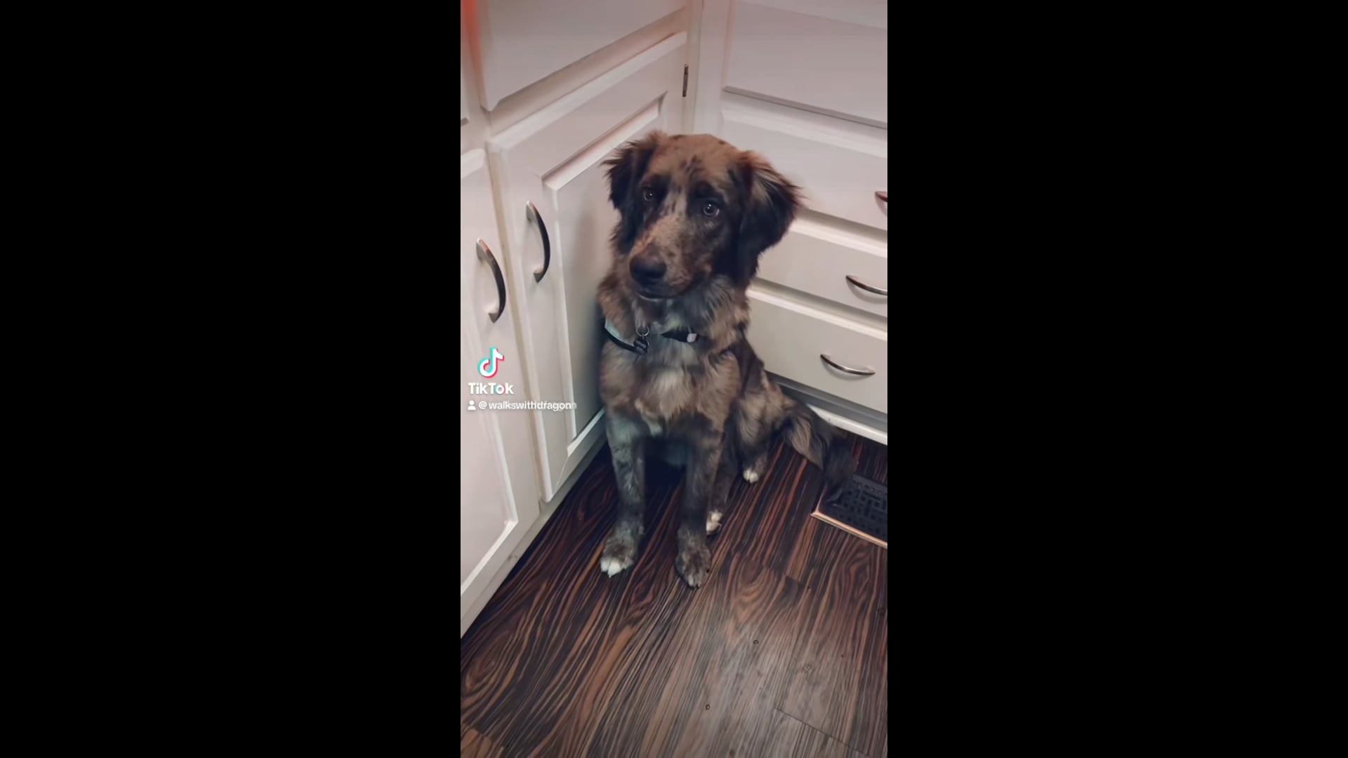 Professional Pet Sitter in Las Vegas Dog Sitting Services