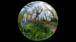 360 Degrees of Bluebells