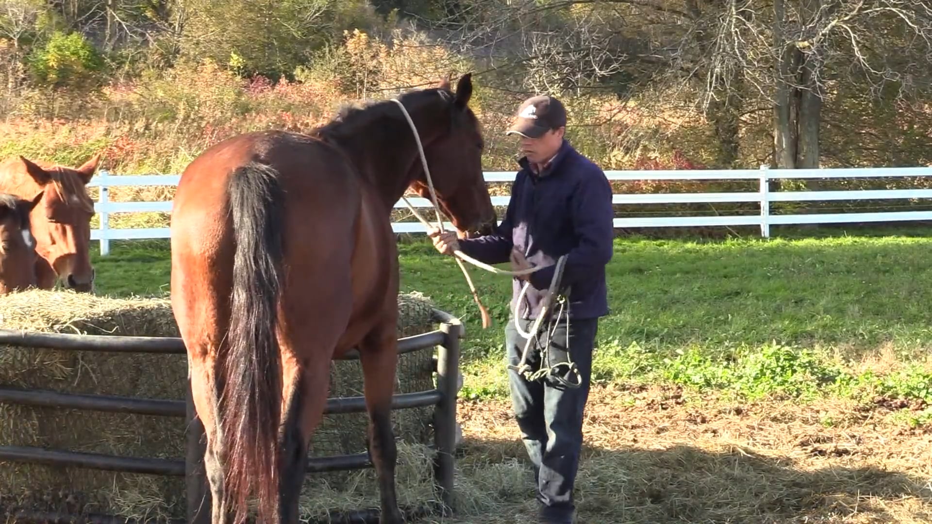 Catching Your Horse in a Herd | Ridely