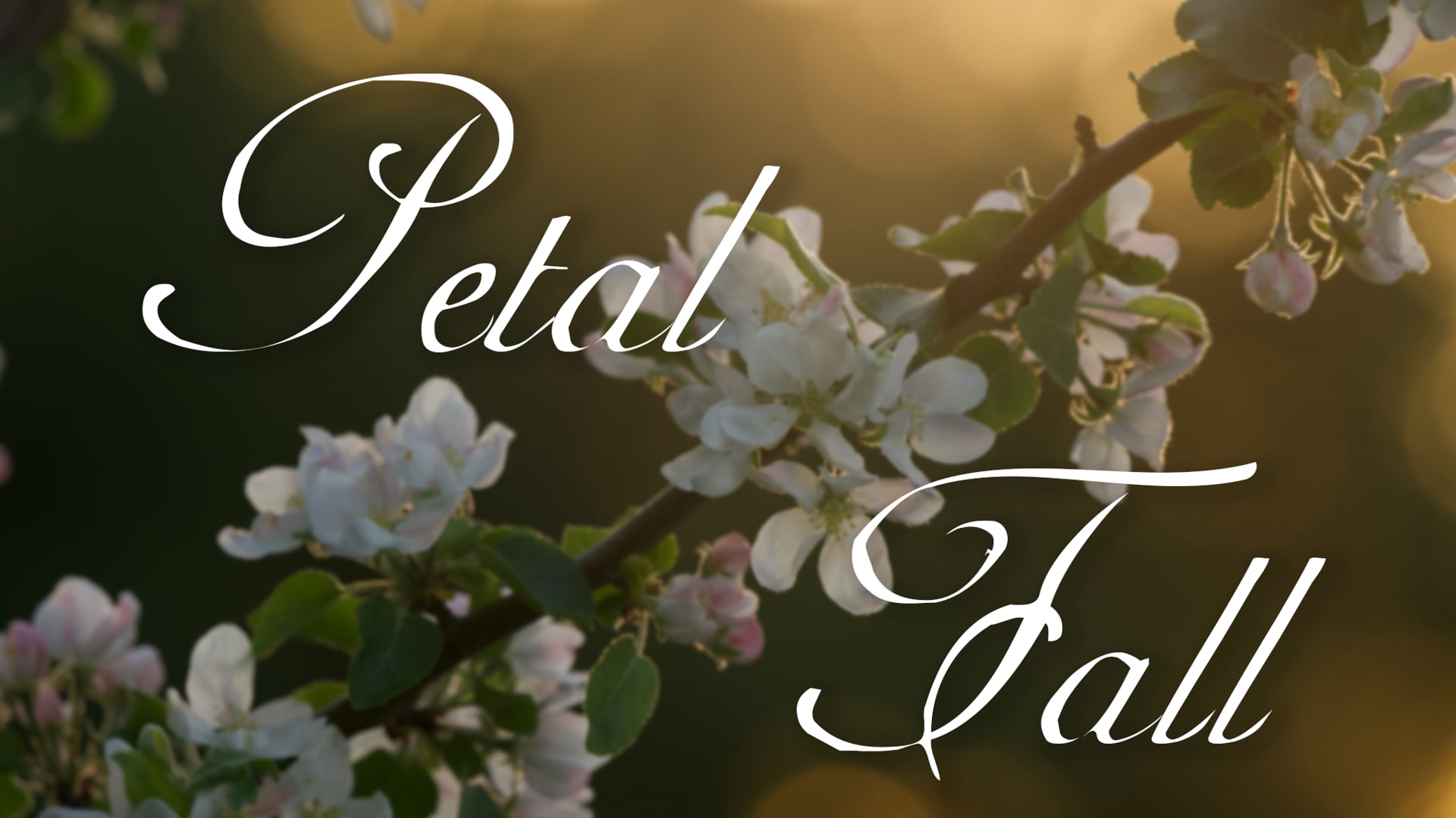 Petal Fall
