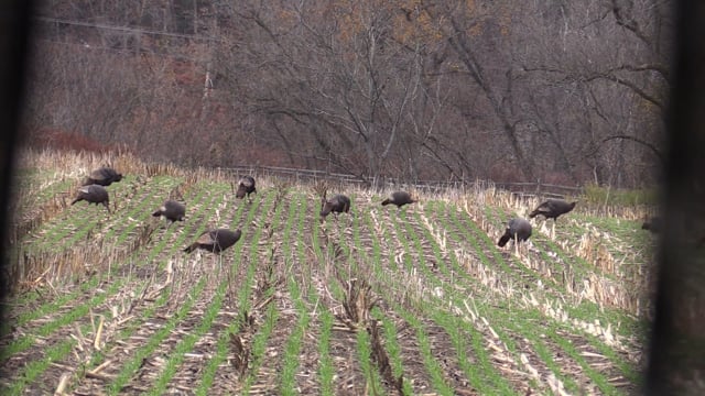 Dave Laskey and Diane Levin Hunt Turkeys in the Fall with Crossbows