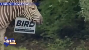 Zebras Loose In Washington State