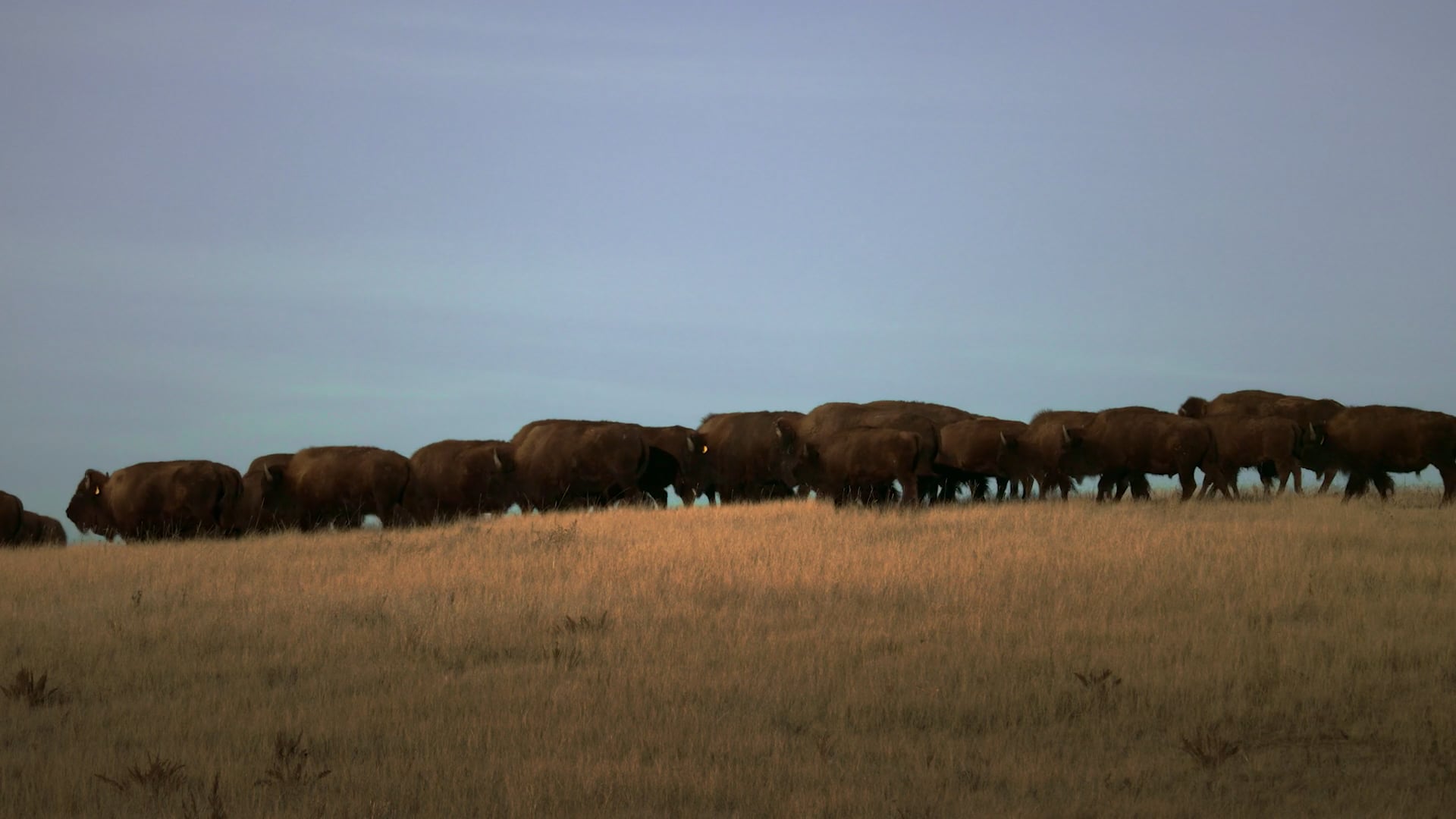 Feather Buffalo Ranch