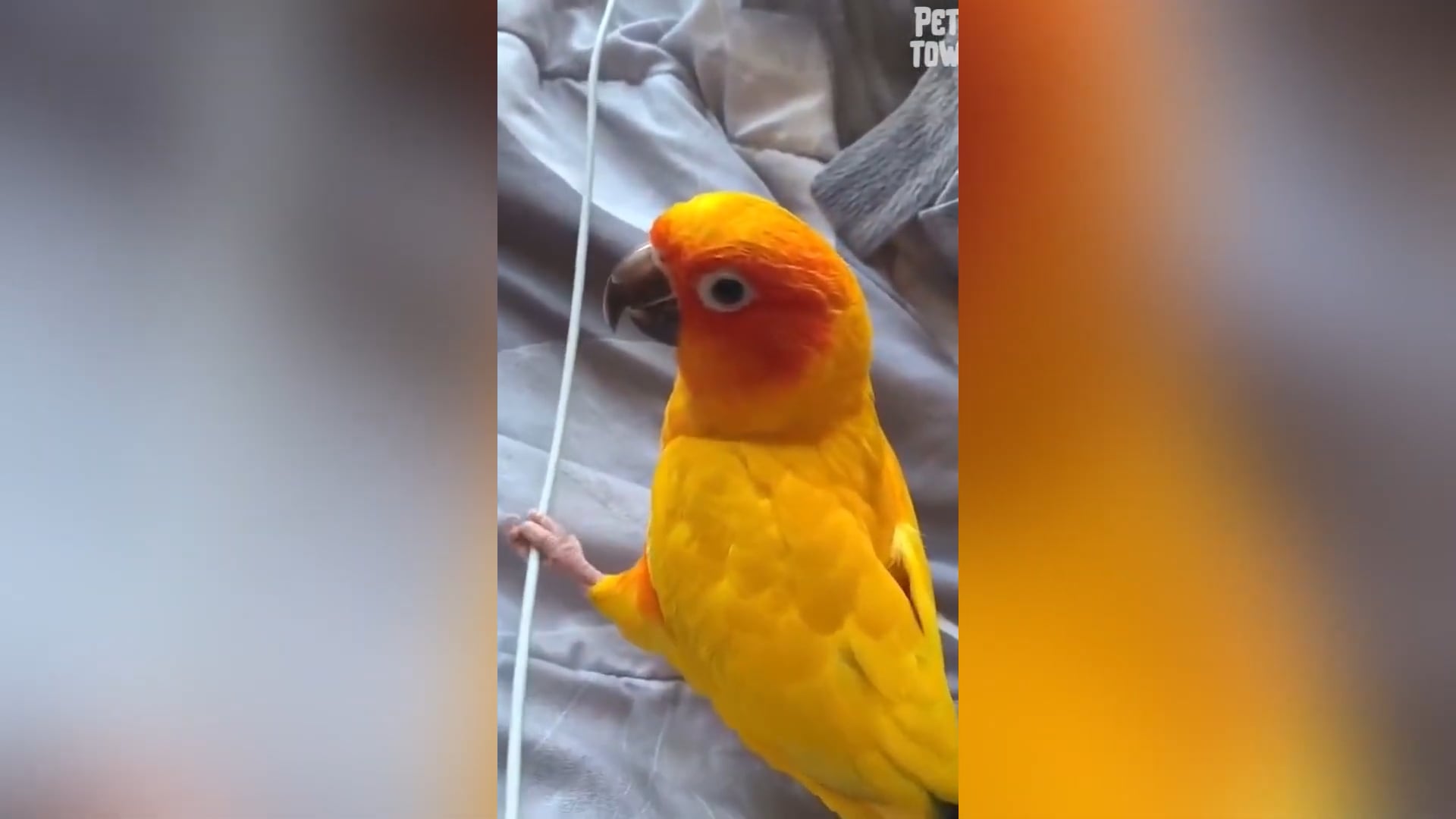 Βίντεο με αστεία πουλιά