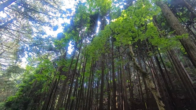 登山道４(60P)のサムネイル画像