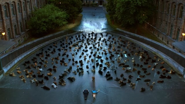 A thumbnail for the film 'White God' by  Marcell Rév  HCA ASC