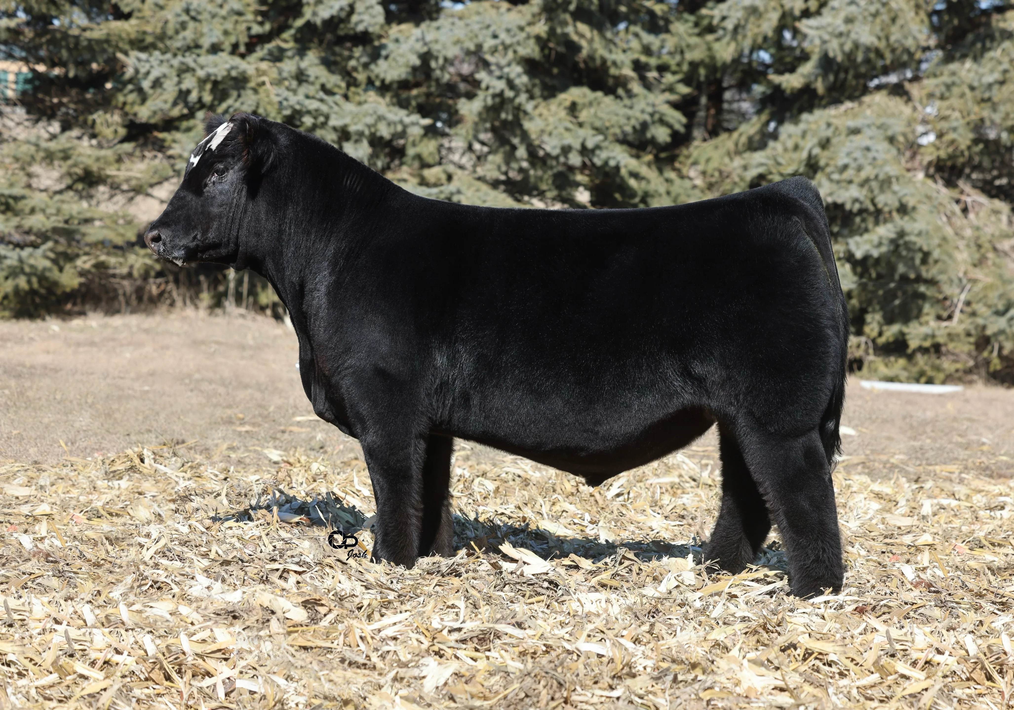 Cribbs Cattle My Terms