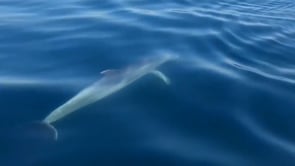 Dofins i tonyines visiten les aigües del Mar d'Empúries