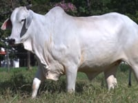 Lote 73