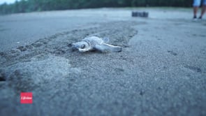 Saving Sea Turtles with Pure Joy