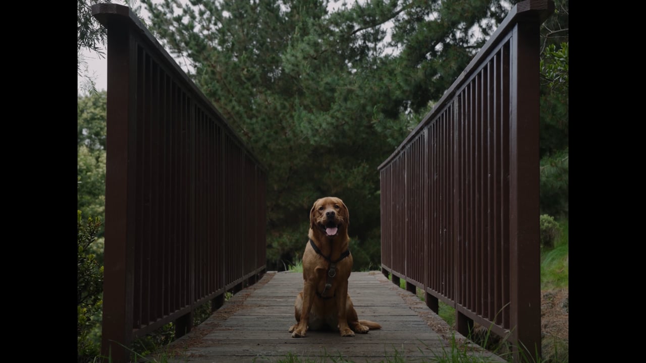 A Portrait of My Dog film still