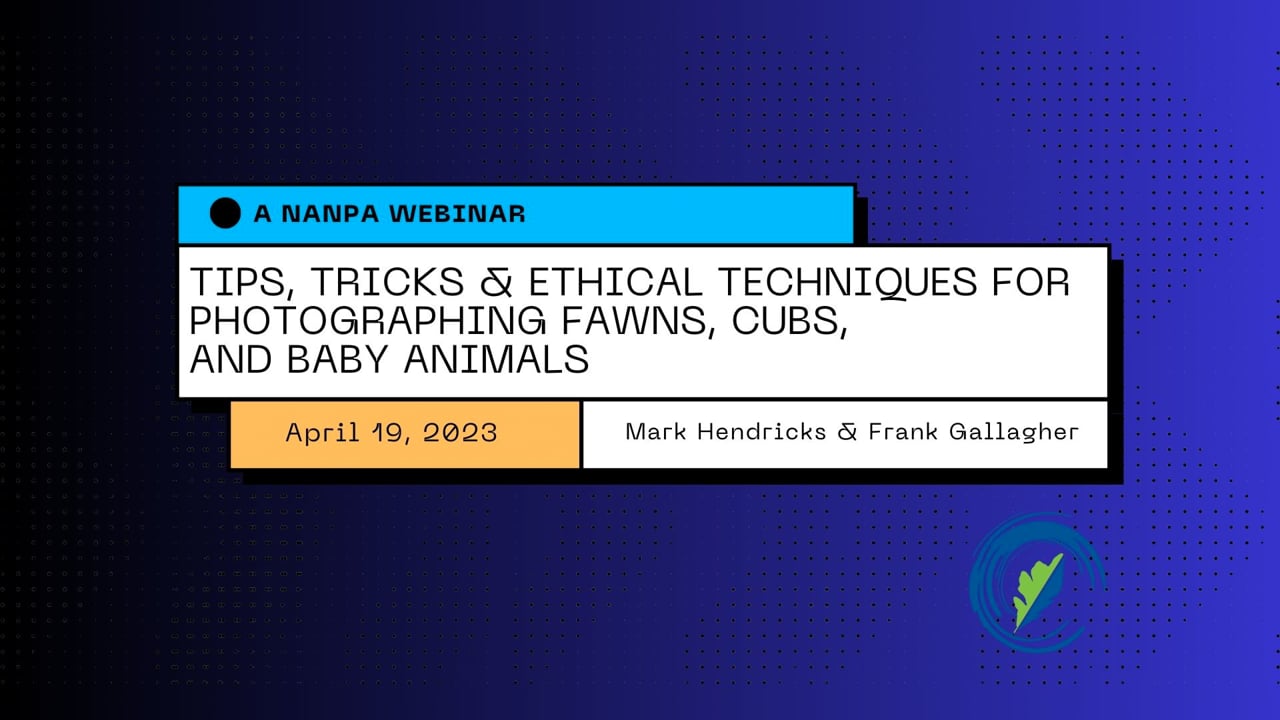 Tips, Tricks & Ethical Techniques for Photographing Fawns, Cubs, and Baby Animals