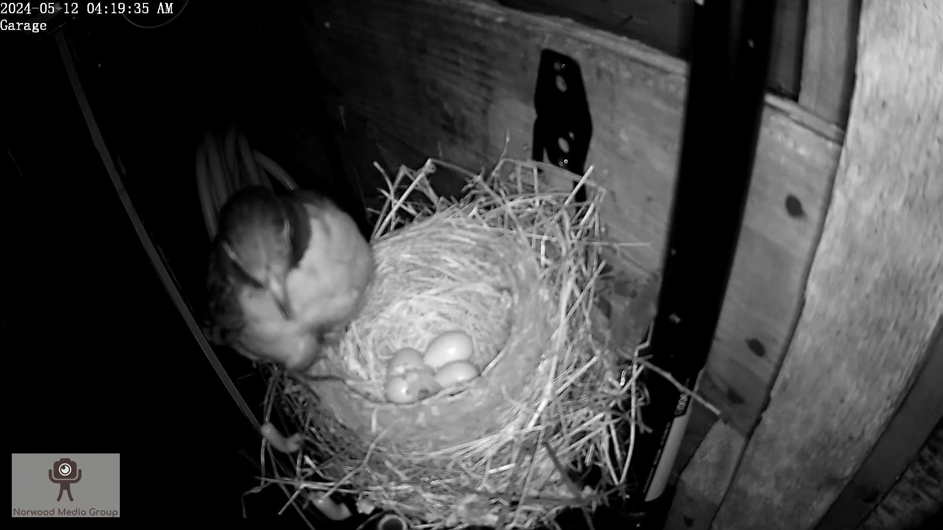 First 2 Eggs hatch