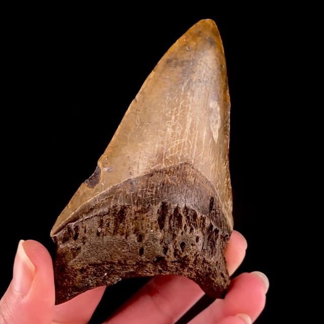 Megalodon Tooth Fossil