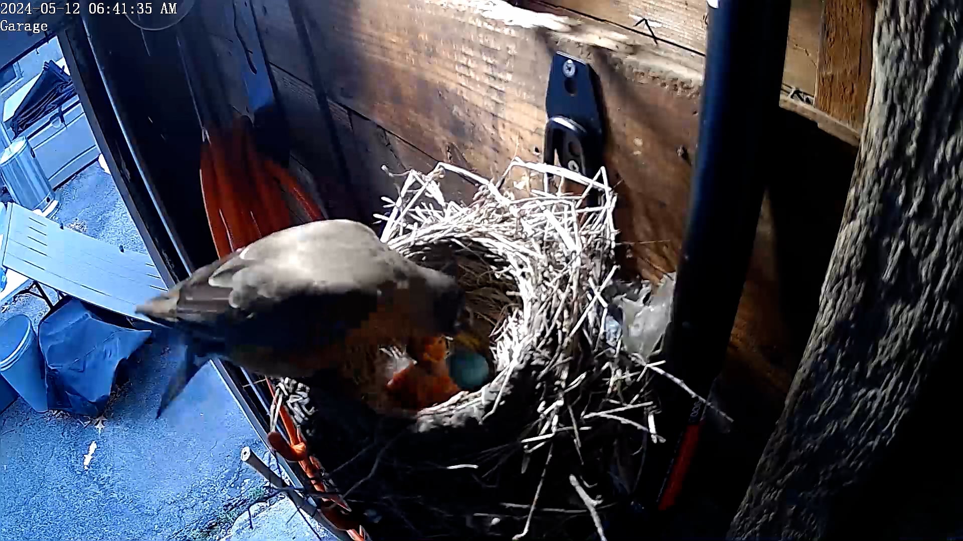 First feeding for 2 chicks.