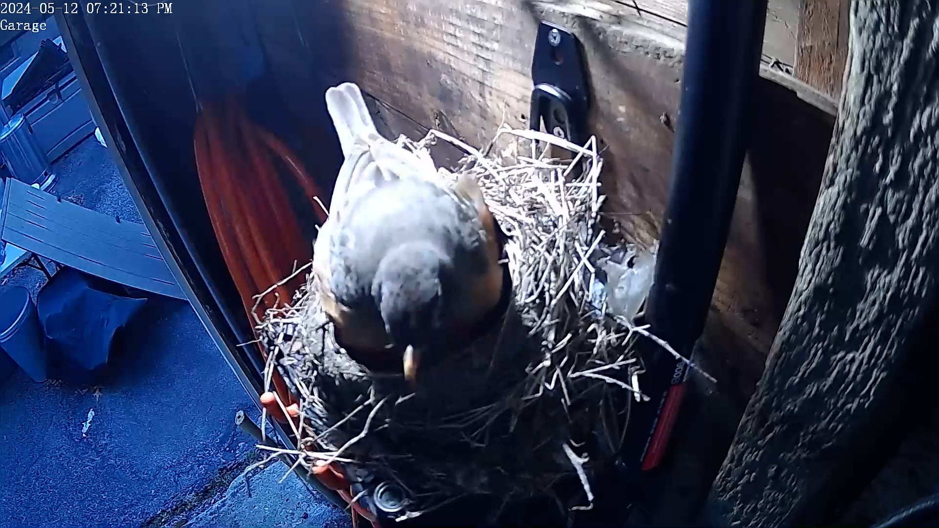 First Feeding for Third Chick.