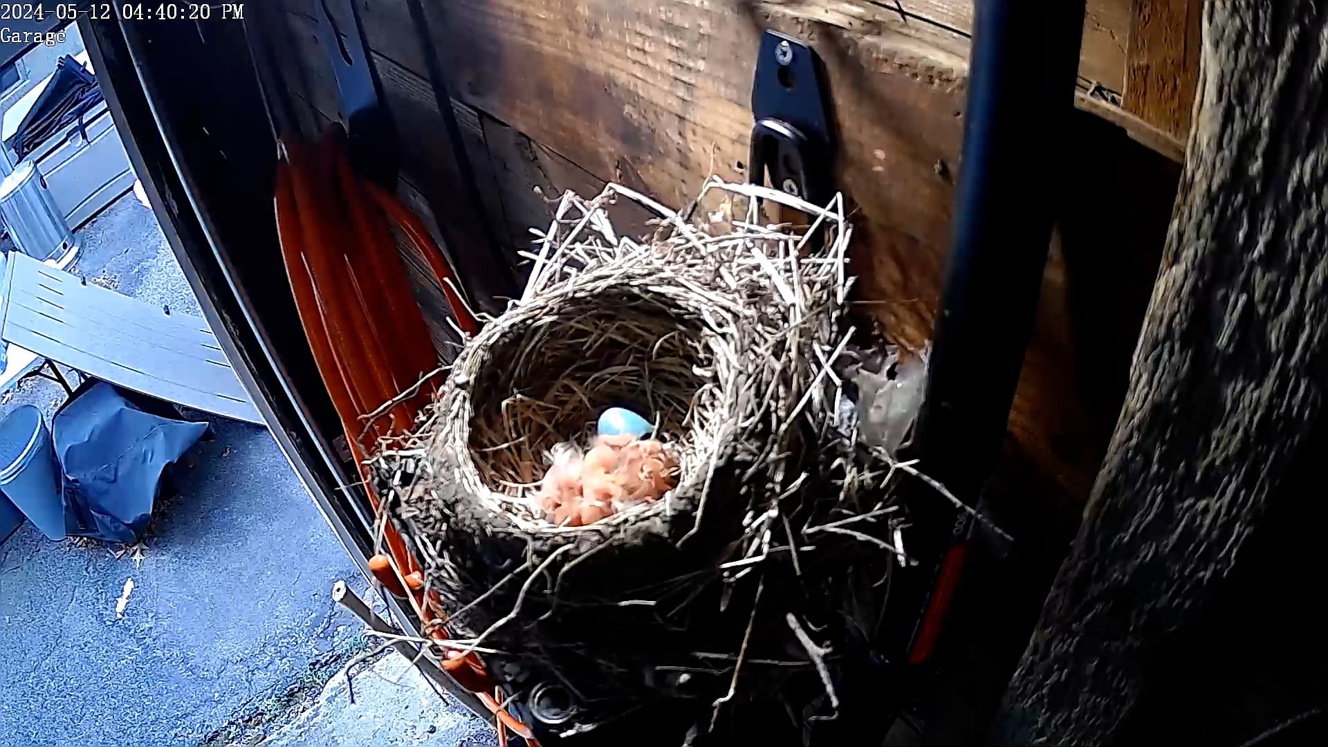 Third Egg Hatches!