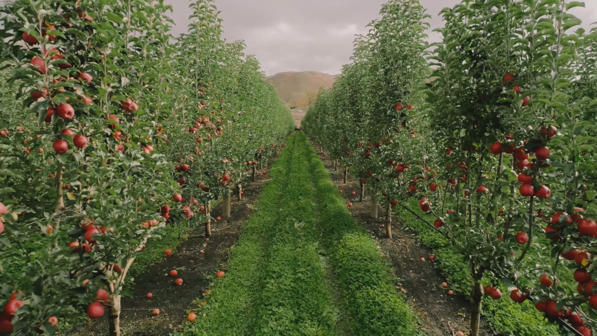 Yamaha - Fruits Of Robotics