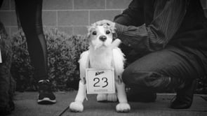 The Artist "Dog Auditions" | Promotional Film