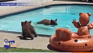 Mama Bear Swims In A Pool