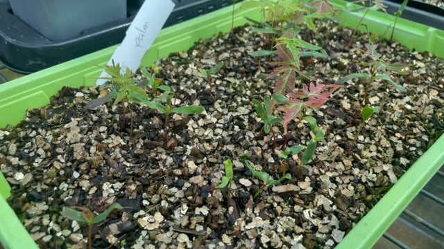 Red Maple Seeds video