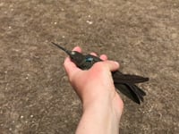 Newswise:Video Embedded world-s-largest-hummingbird-is-actually-two-species