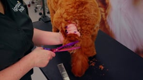 Related Embedded Video Item Thumbnail