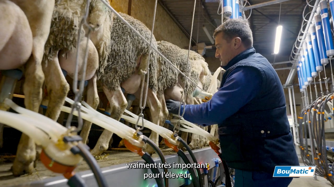 Systèmes de traite pour brebis: témoignage éleveur, France