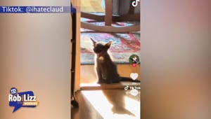 Tiny Kitten's Roar Goes Viral