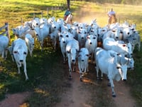 Geral Vacas Paridas