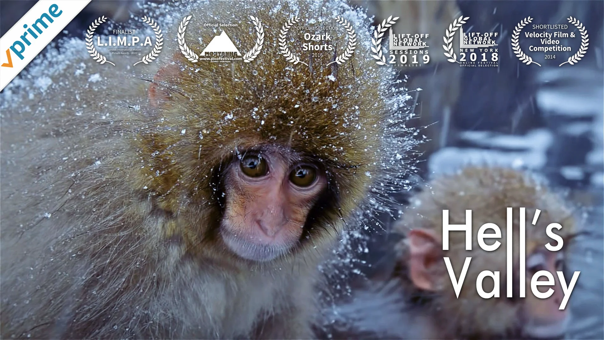 Hell's Valley - Japan's Snow Monkeys