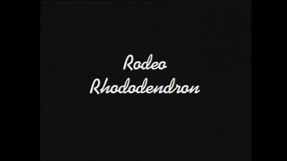 Rodeo Rhododendron
