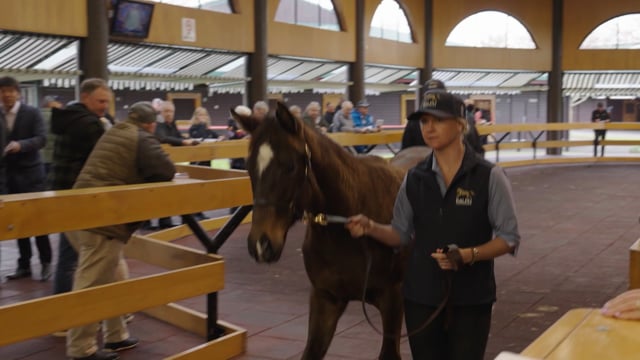 2024 National Weanling Sale TVC