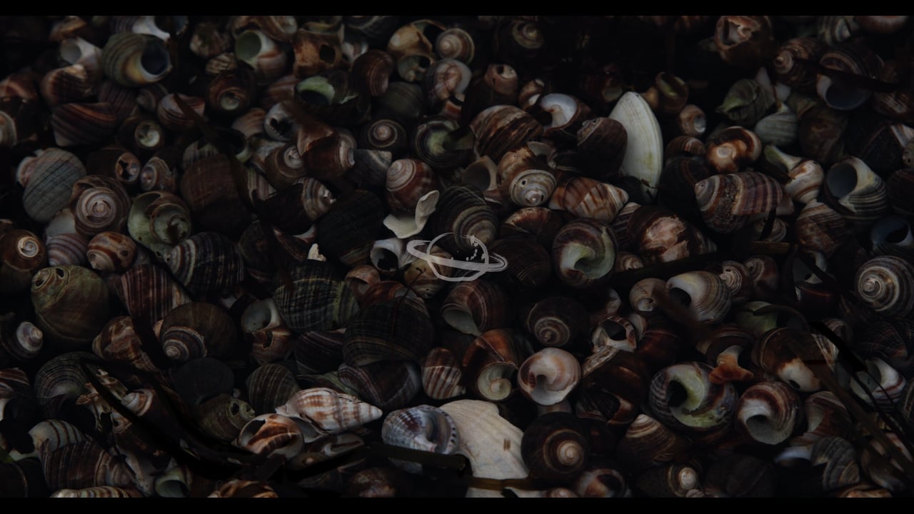 Shell Island
