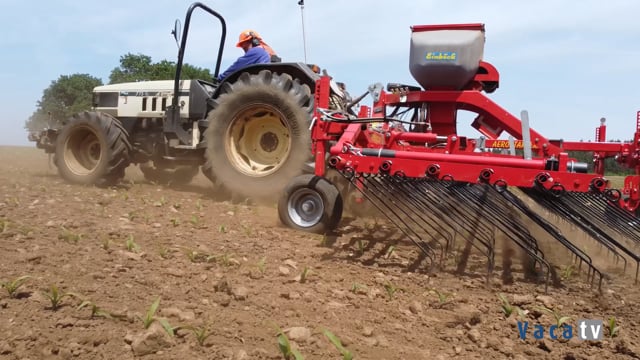 Los cuidados del maíz