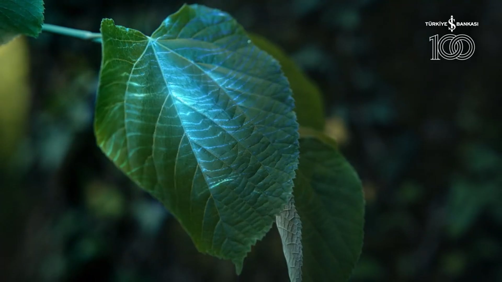 Türkiye İş Bankası - Doğaya Kulak Ver