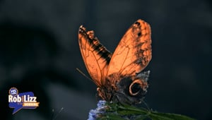 Are Butterflies Animals?