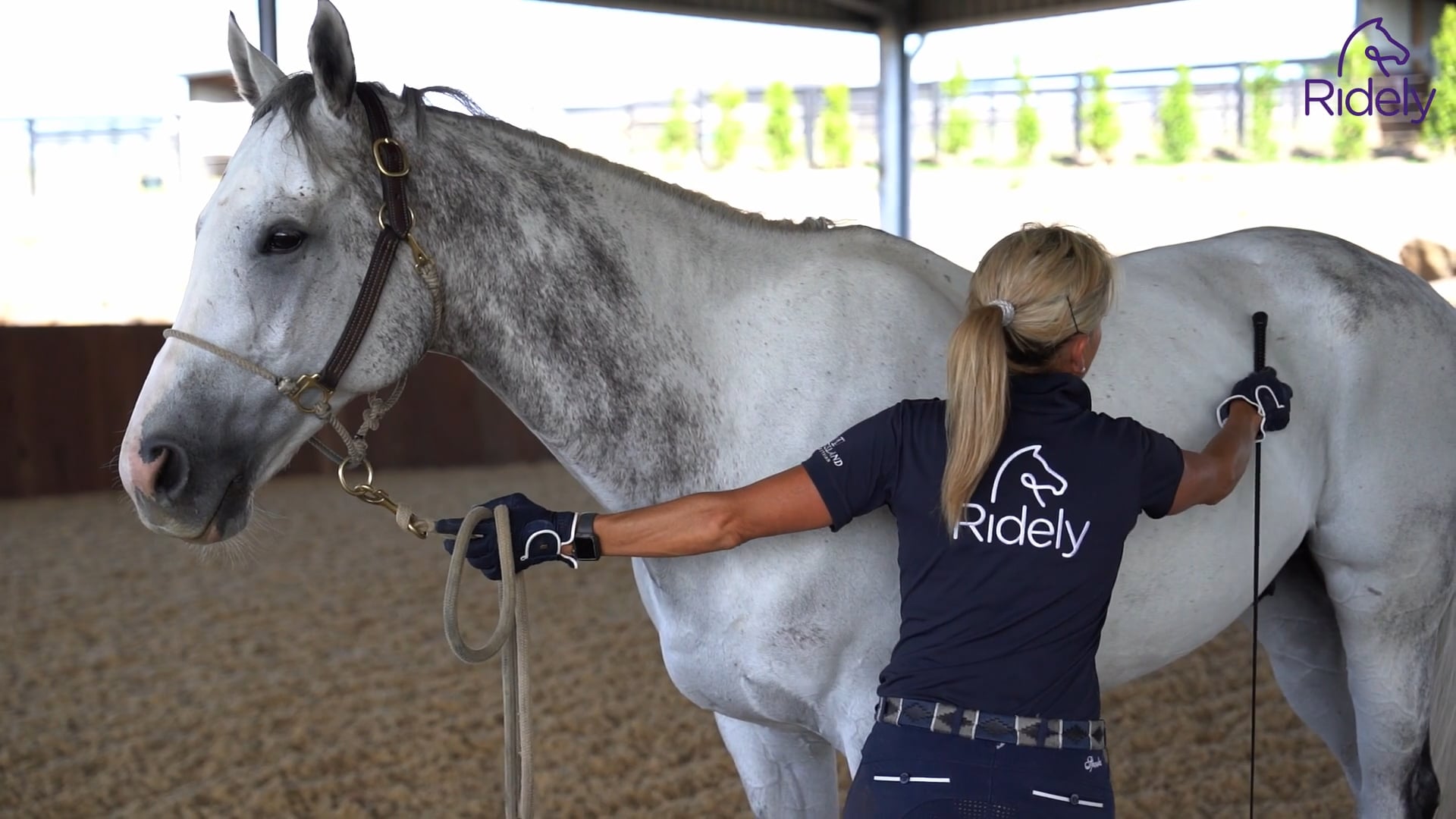 How to Desensitize Your Horse to the Whip Ridely