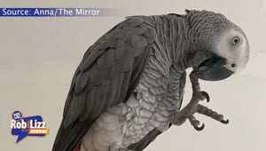 Parrot Dive Bombs Bystanders