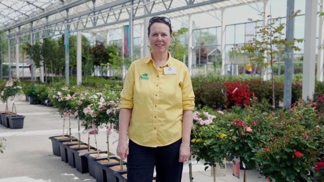 Tree Rose Spotlight | Growing Grafted Miniatures on Standard Stems
