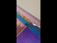 GuruGoldLeaf