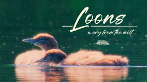 Loons_Trailer_Web