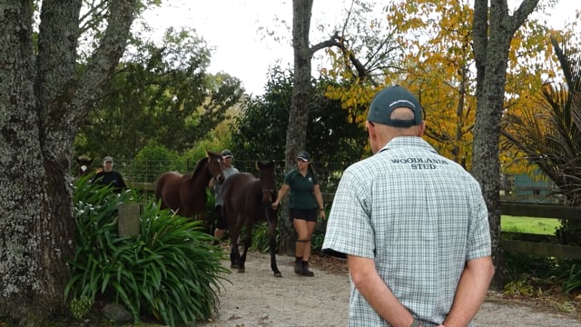 2024 National Weanling Sale | Woodlands Stud - Tony Grayling