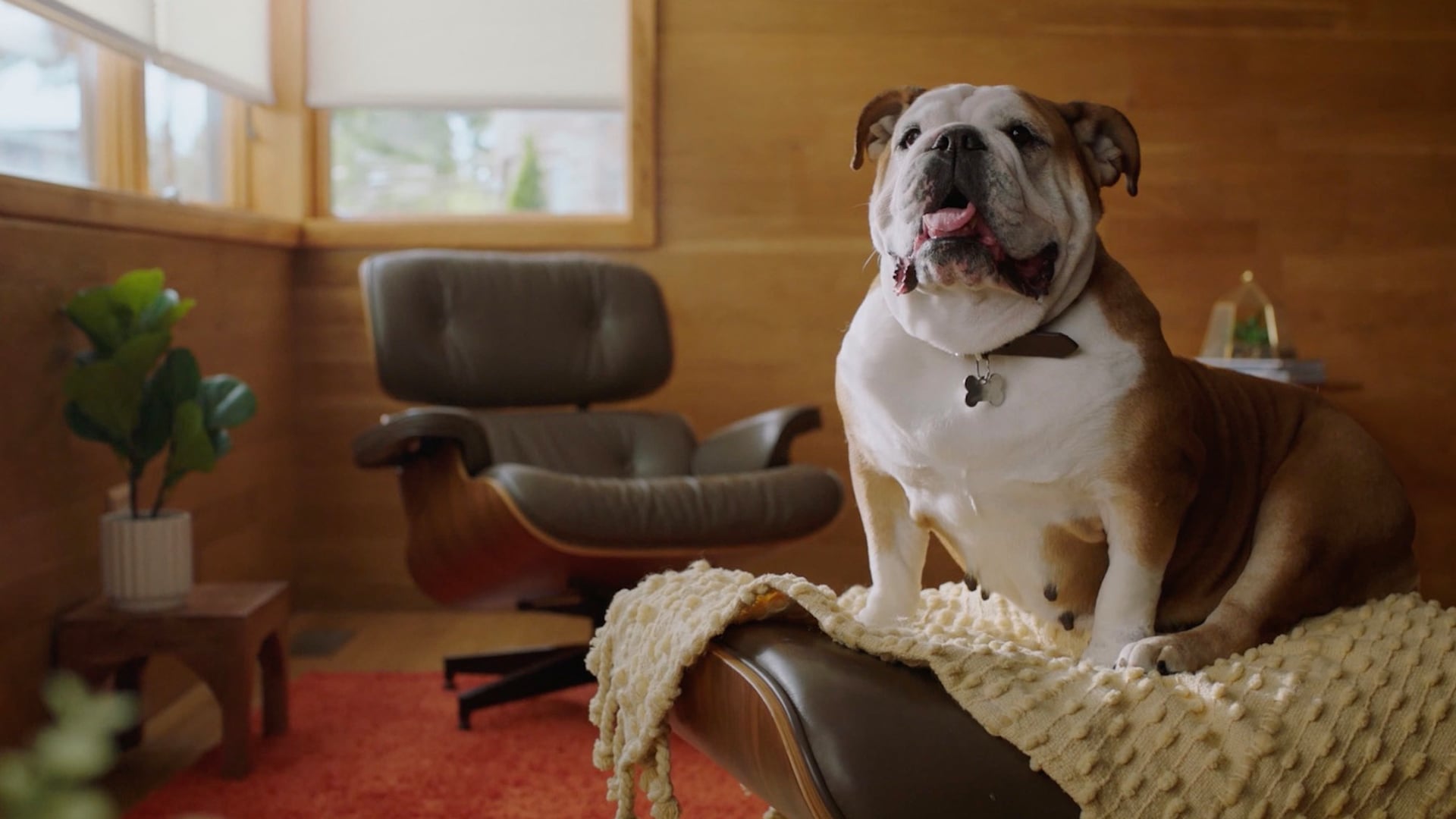 PetMeds "Lulu's Diary" spot