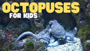 Octopuses for Kids