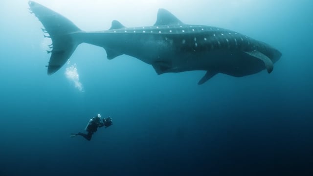 Paul Nicklen - «Beyond» | Sea Legacy showreel