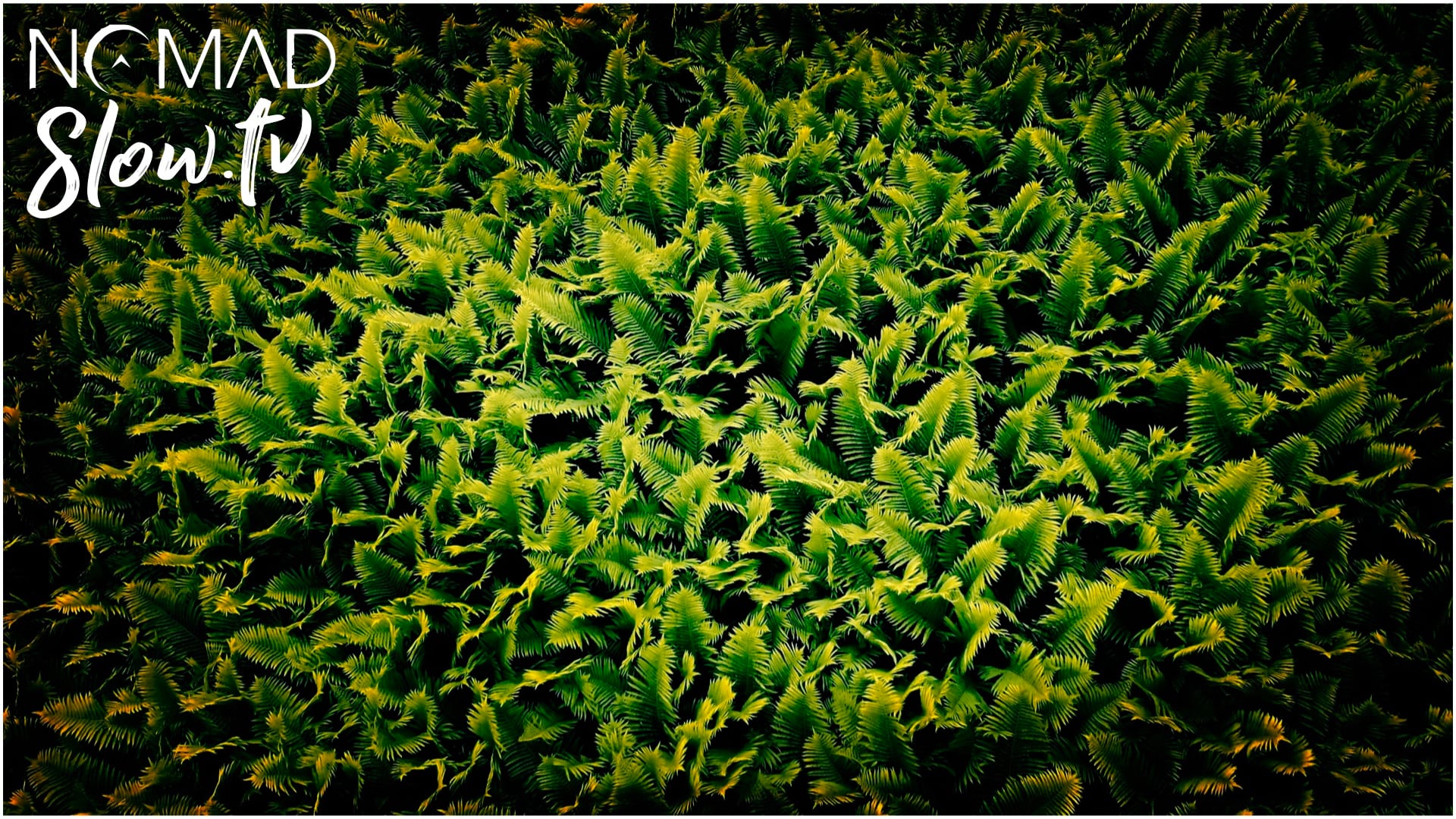 Sea of Green (from the album by Allyn Harris & Peter Mendieta) | NOMADslow.tv