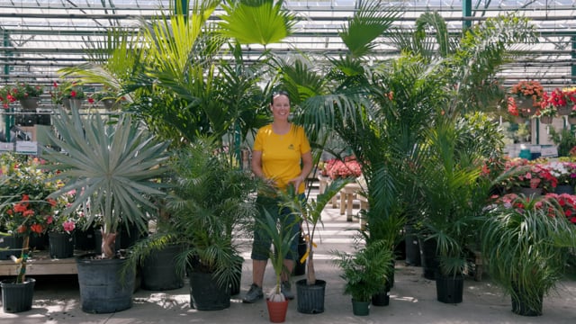How to Grow Palms Indoors & Out in Northeast Ohio
