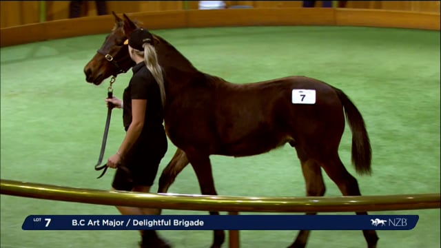 NZB Standardbred 2024 National Weanling Sale - Lots 7 - 16