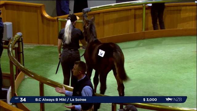 NZB Standardbred 2024 National Weanling Sale - Lots 34 - 42
